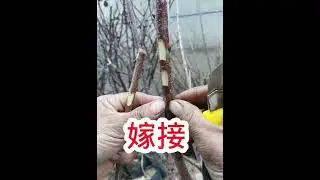 嫁接教程：怎么样贴芽和切芽。过程非常详细