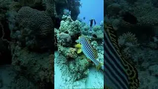 Let's explore a world of vibrant marine life