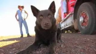 Red Dog - Soundtrack:
Red Dog Road Music -(by Cezary Skubiszewski)