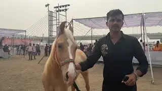 Samrat Ashw Farm - Panvi - Kathiyawadi Colt - Surat Horse Show 2026 - Horse Video 