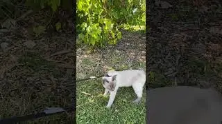 Nature cat#walk