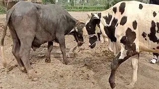 Super Murrah Bull and angry Cholistani bull very aggressive fight