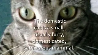 The earliest date  of human association  with cats is  9,500 years ago.