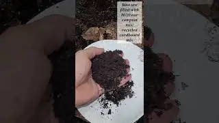 Starting a Worm Bin, 15 Day Check IN! Red Wiggler worm casting creation. 🪱🪱 Simple compost at home!!