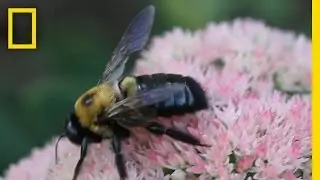 How to Train a Bumblebee: Scientists Study Insect Intelligence | National Geographic