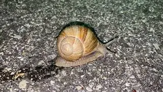 Helix pomatia, Roman snail, Burgundy snail, escargot de Bourgogne (Виноградная улитка), May 6, 2022