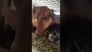 Devoted animal rescuer @ team bezubanpyaare