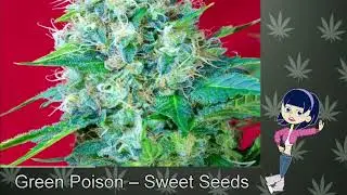 Green Poison &ndash; Sweet Seeds