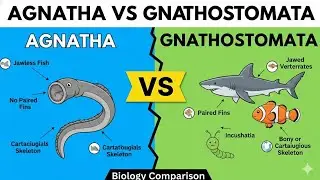 DIFFERENCE BETWEEN AGNATHA AND GNATHOSTOMATA