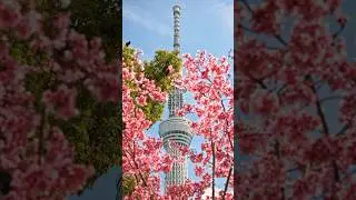 Tokyo Skytree 🇯🇵 Не с высоты, а сквозь лепестки #tokyo #skytree #spring #sakura #japan
