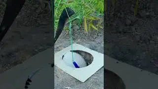 Super simple trap for catching chickens and birds. Wilderness trap #Outdoors #Trap #Wilderness