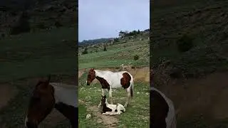 Северная Осетия Алания #russia #mountains #travel #vlog #adventure #nature #horse