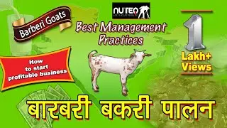 Barberi Bakri Palan |  बारबरी बकरी और उसकी विशेषताएं  | Goat Farming Business