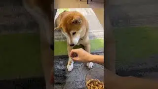 Owner Tests Shiba&rsquo;s Patience, Pays Dearly Later On