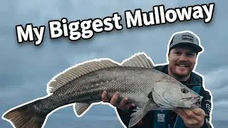 SHALLOW WATER - BIG MULLOWAY 