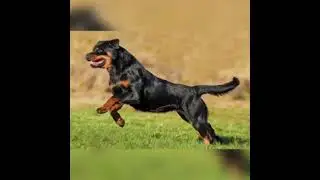 Cute little puppy 🐶  #animals #cuteanimals #dog debra recka evan recka Jonathan recka lindsey recka