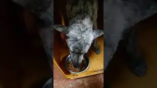 Alyssa's food aggression test with human.