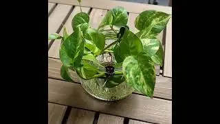 Moneyplant in water #shorts #shortvideo #viral #trending #youtubeshorts #crazygardening #caretips