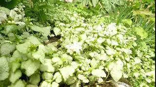 Lamium maculatum 'White Nancy'