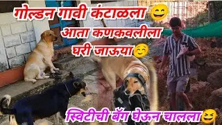 गोल्डन गावी कंटाळला 😄 | आता कणकवलीला घरी जाऊया ☺️ | स्विटीची बॅग घेऊन चालला 😆 | Funny Labrador Dog 