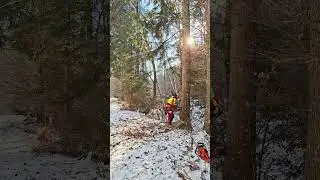 Baum Fällen mit Husqvarna 562 XP 