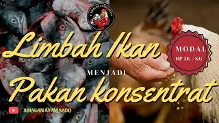 Membuat Tepung Ikan untuk Pakan Ayam yang SEHAT