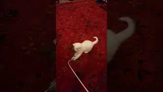 Kitten playfully attacks Peacock Feather   Angel Eyes is a Rare Khoa Manee Cat