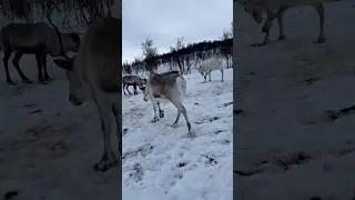 How Are Deer Surviving in the Arctic? #trending #wildlife #new #shortvideo #shorts #animals