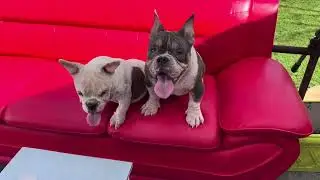 Fuck Yo Couch!!