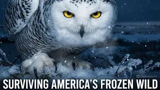 America&rsquo;s Snowy Owl ❄️🦉 | Winter Survival, Hunting & Life in the Frozen Wild