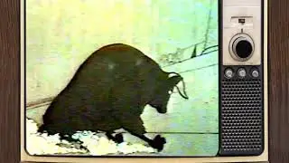 #Amul Classics - #Butter - Bull Show