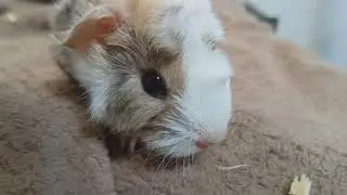 Little Boop On A Mini Pig