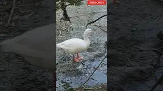 #duck#pikok #youtubeshorts #cat #birds #animal #zoo#dog #gaumata #cow #indianculture #nature