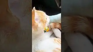 India ka sabse Jada garib insane 😢 #viral #cat #anmals #catvideos #shortsfeed #sadcat