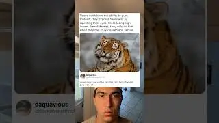 Tigers are cool
