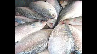 How to identify the original Hilsha Fish / Illish mach
