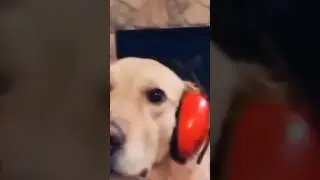 Please, stop! 🤣 #petsagram #fypシ #cutedog