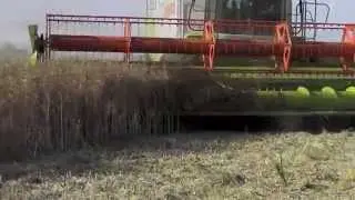 Moisson 2011 Claas Lexion V900 - Canola harvest