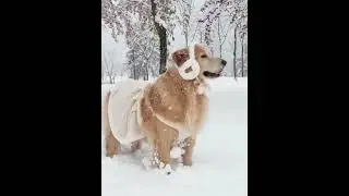 Golden Retriever Enjoying Snow Like a Movie Star 🎥❄️