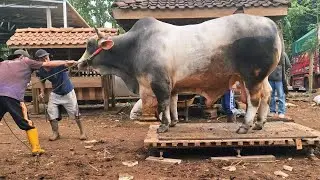 MENEMBUS BATAS SAPI RAKSASA KILLCOY HAMPIR ROBOHKAN POHON ‼️🔥🔥🔥
