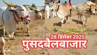 आजचा पुसदबैलबाजार टॉप चा विषय एक नंबर बाजार l #पुसदबैलबाजार #trending #maharastrabailbajar 