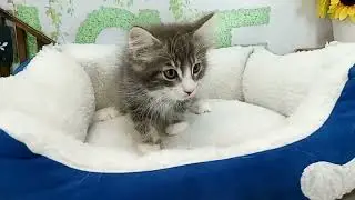 660259 ノルウェージャン・フォレストキャット
