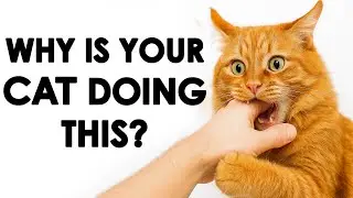 The REAL Reason Cats Bite Hands