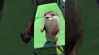 Хорошо воспитанная выдра ест😳😳 #shorts #aty #otter #WaterSausage