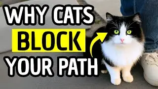 Why Does My Cat Block My Path? The Shocking Truth Uncovered!