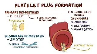 Blood platelets and mechanism of platelet plug formation in haemostasis