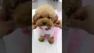 My maltipoo dog dances in a pink ballerina outfit! Get Ready With Me! #grwm #dog #shorts