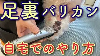 トリマーが教える　足裏バリカンのやり方【№164】