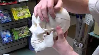 Full scale model of the human skull with moving parts.