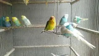 😂 Funny Budgie Expressions Caught on Camera #fyp #funnyanimals #budgie #petbird #viral
